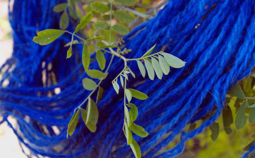 Indi (Indigofera Tinctoria)