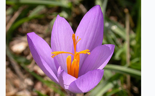 Flor del safrà (Crocus sativus)